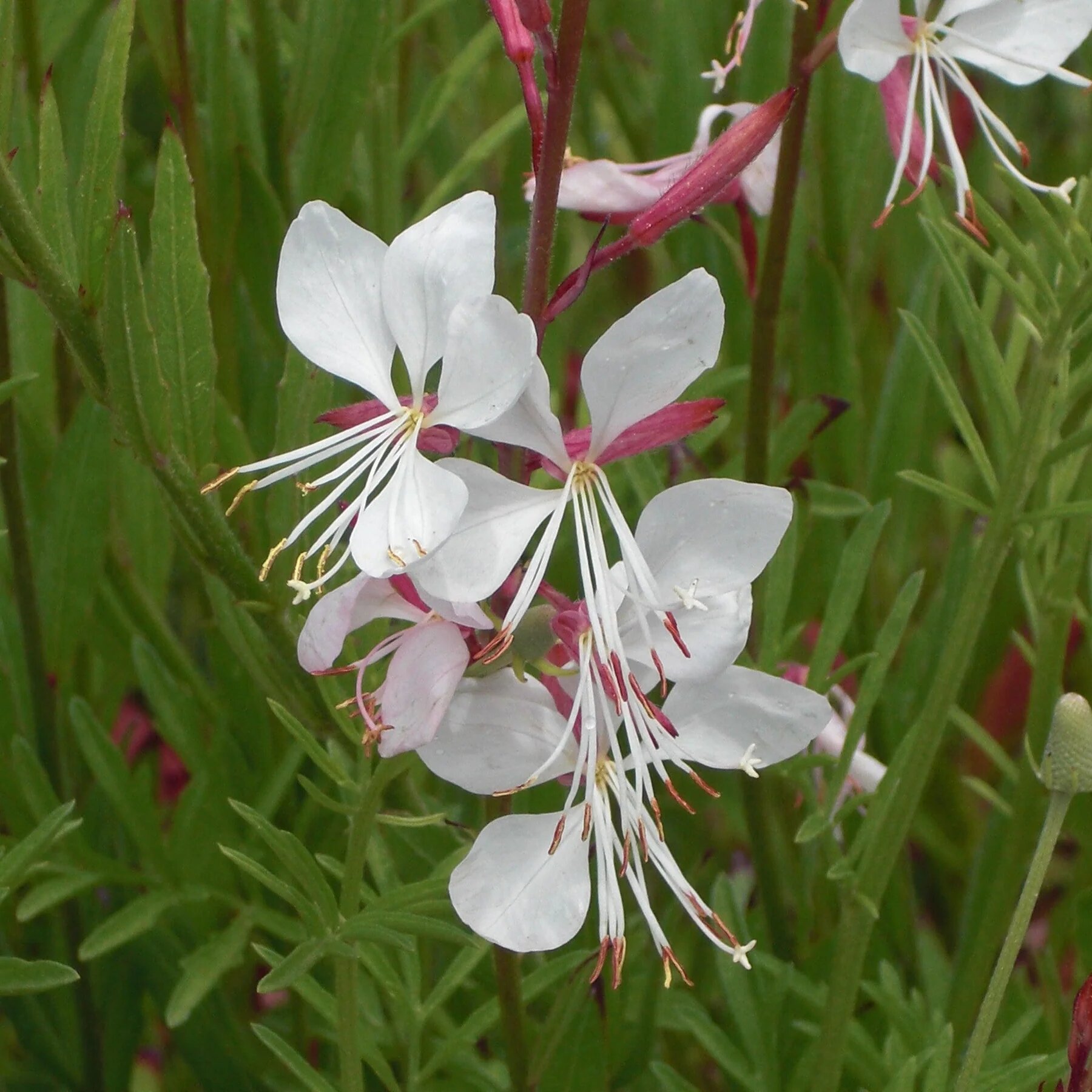 lindheimeri ‘Whirling Butterflies’.jpg